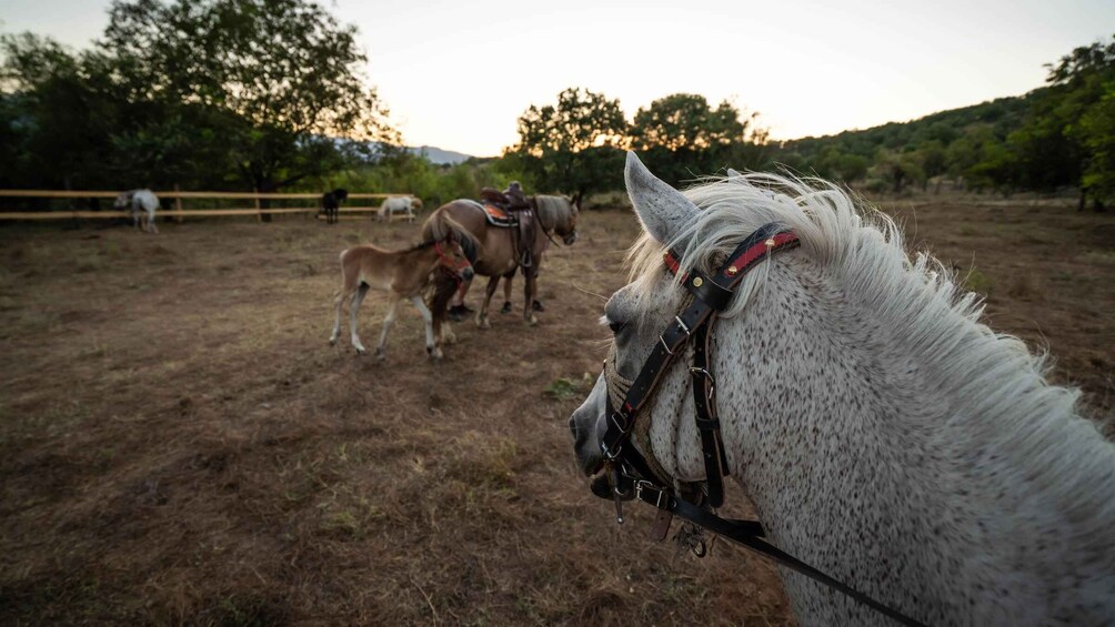 Picture 2 for Activity Kastraki: Meteora Sunset Horseback Riding