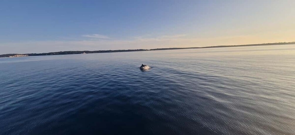 Picture 5 for Activity Pula: Half or Full day boat tour on yacht with skipper