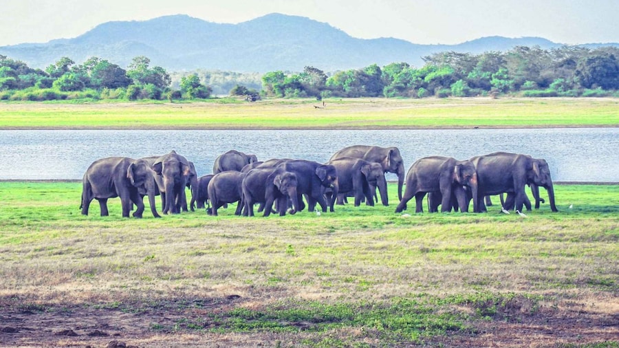 From Dambulla: Full Day Safari at Minneriya National Park