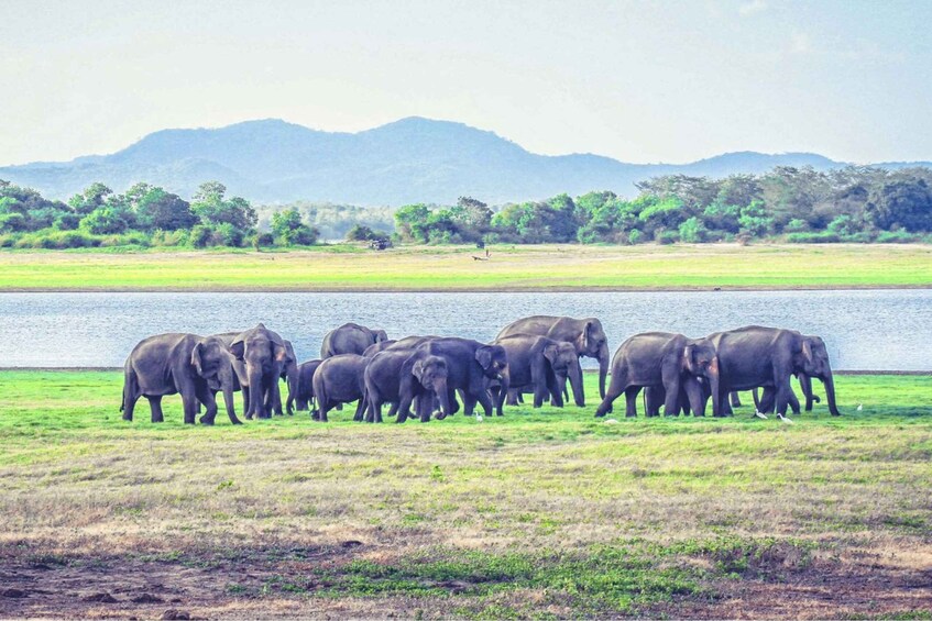 From Dambulla: Full Day Safari at Minneriya National Park