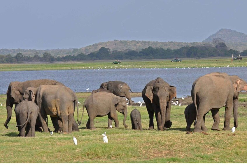 Picture 7 for Activity From Dambulla: Full Day Safari at Minneriya National Park