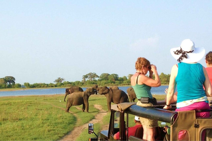 Picture 1 for Activity From Dambulla: Full Day Safari at Minneriya National Park