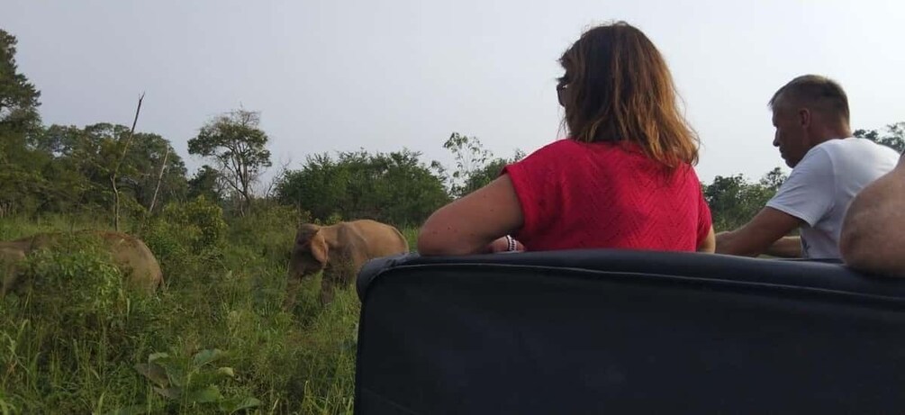 Picture 5 for Activity From Dambulla: Full Day Safari at Minneriya National Park