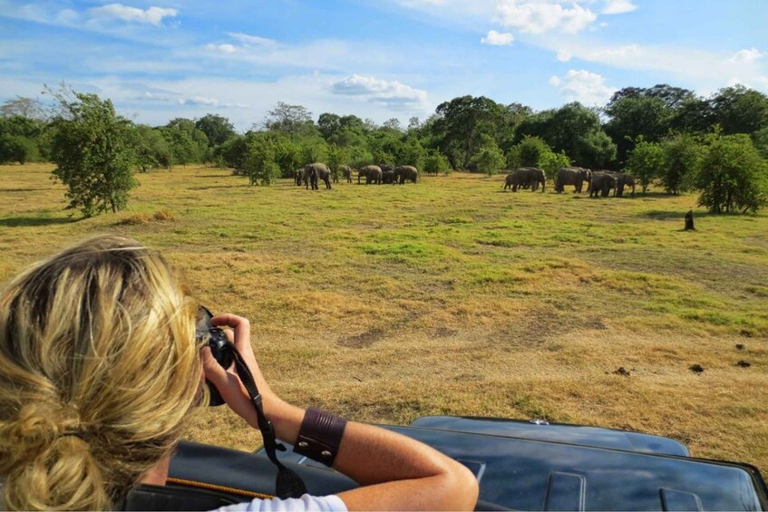 Picture 5 for Activity From Dambulla: Full Day Safari at Minneriya National Park