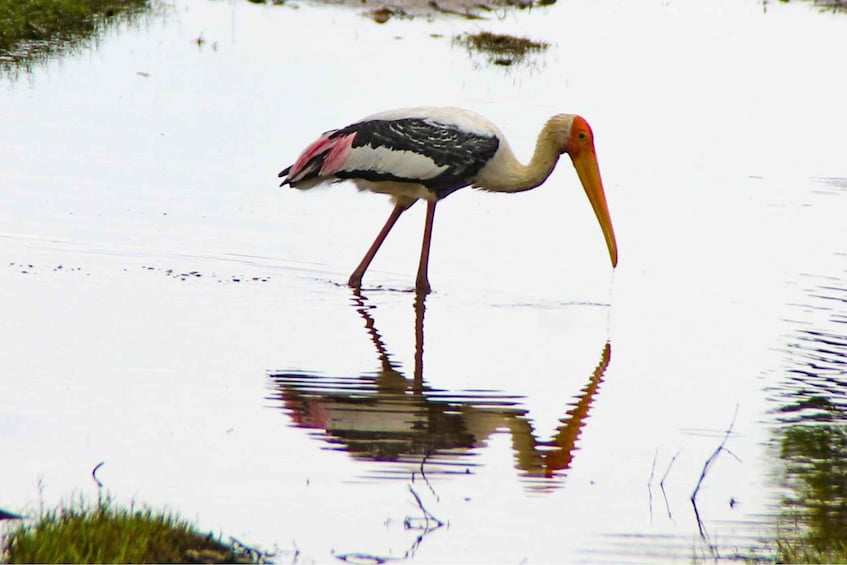 Picture 3 for Activity From Dambulla: Full Day Safari at Minneriya National Park