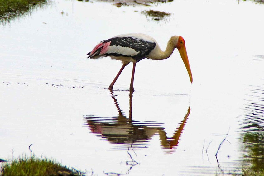 Picture 3 for Activity From Dambulla: Full Day Safari at Minneriya National Park