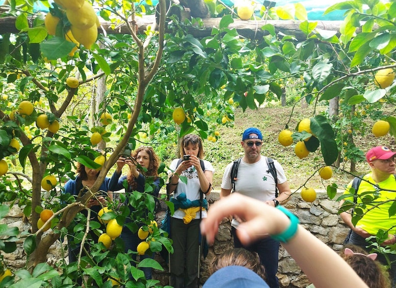 Picture 3 for Activity Trekking Lemon Tour