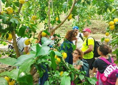 Trekking Lemon Tour