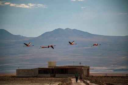 San Pedro de Atacama: Red Rocks and Aliplanic Lagoons