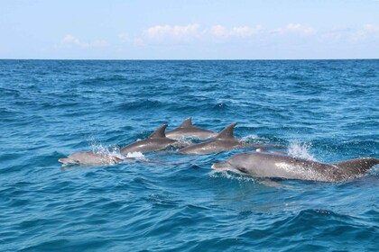 Sansibar: Private Bootstour, Schnorcheln und Delfin-Sichtung