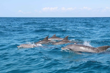 Zanzibar: Private Boat Tour, Snorkeling & Dolphin Sighting