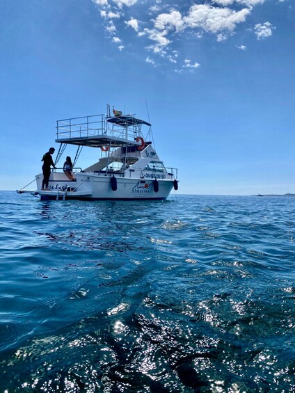 Picture 15 for Activity From Benalmádena & Torremolinos: Dolphin Watch Boat Trip