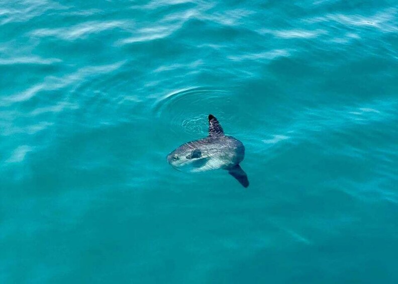 Picture 4 for Activity From Benalmádena & Torremolinos: Dolphin Watch Boat Trip