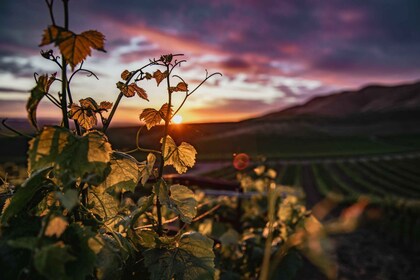 Self-Guided Wine Tasting Audio Tour - Paso Robles CA