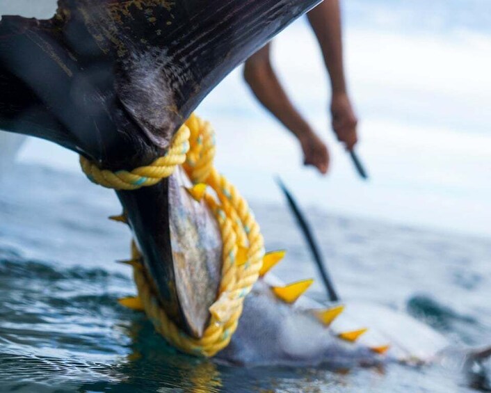 Picture 3 for Activity Sayulita Offshore Fishing: Sunrise to Sunset at La Corveteña