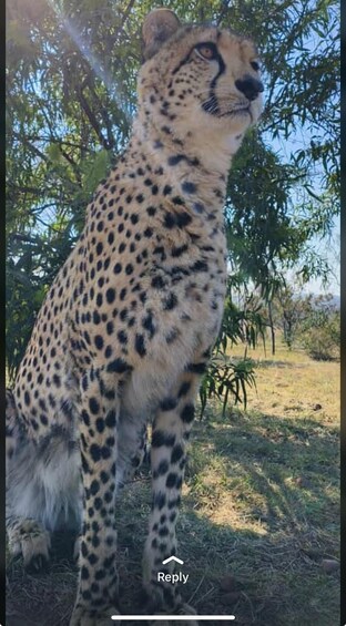 Picture 3 for Activity Pretoria: Lion and Cheetah Sanctuary Game Drive