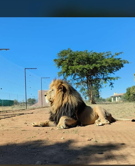 Picture 4 for Activity Pretoria: Lion and Cheetah Sanctuary Game Drive