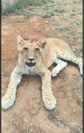 Picture 8 for Activity Pretoria: Lion and Cheetah Sanctuary Game Drive