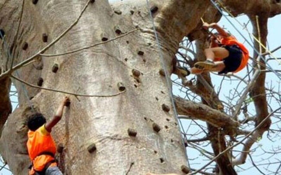 Picture 2 for Activity Baobab Heights: Soar Through the Skyline Adventure