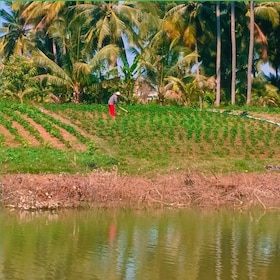 Battambang: River Boat, Bamboo Train & Countryside Tour