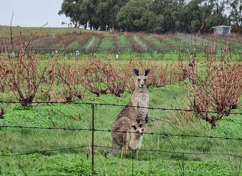 Picture 4 for Activity A Clare Valley pickup: Wine and Heritage Tour with a Local.