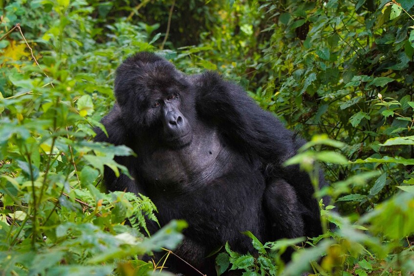 Picture 6 for Activity 3 Days Bwindi Gorilla Safari Uganda Holiday From Kigali