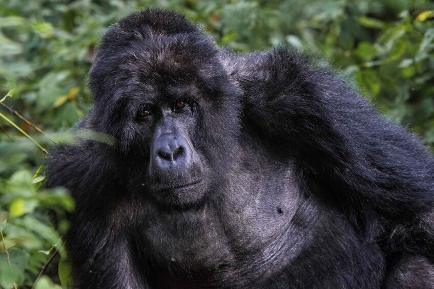 Picture 3 for Activity 3 Days Bwindi Gorilla Safari Uganda Holiday From Kigali