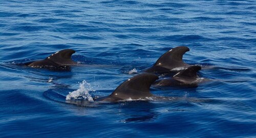 Delfin- und Walbeobachtung in Negombo