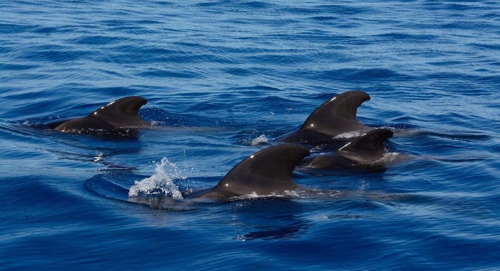 Dolphin and Whale Watching in Negombo