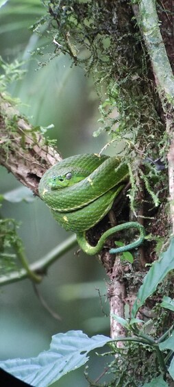 Picture 5 for Activity Monteverde: Exploring the Cloud forest