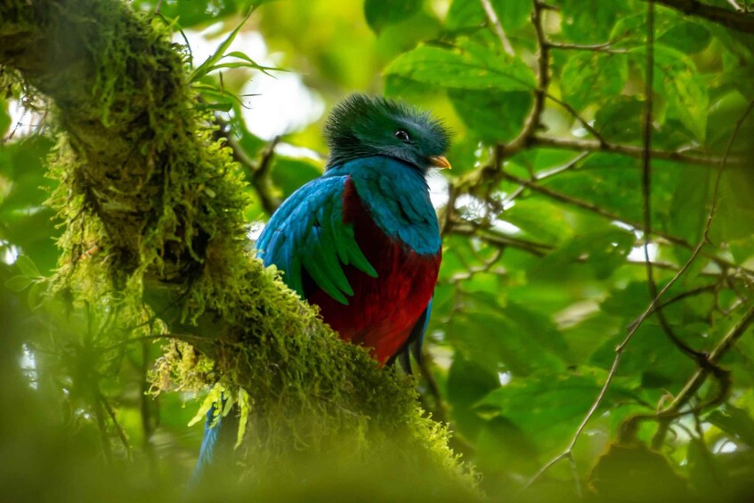 Picture 4 for Activity Monteverde: Exploring the Cloud forest