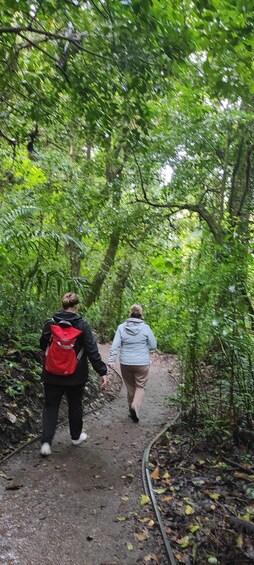 Picture 2 for Activity Monteverde: Exploring the Cloud forest