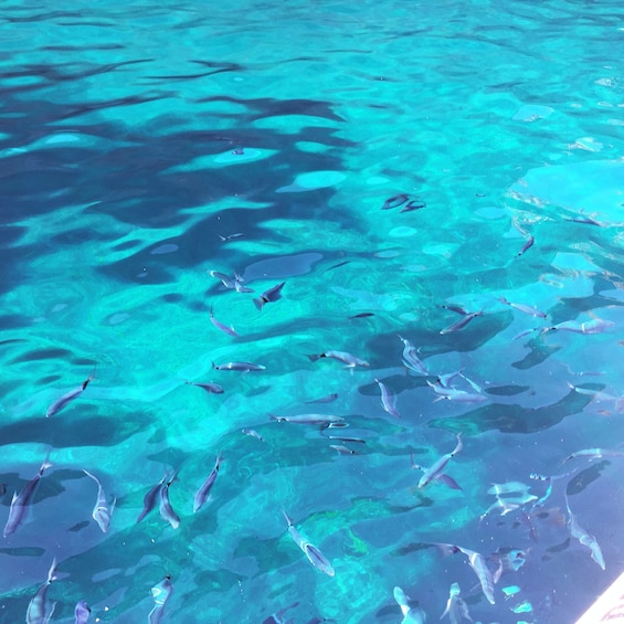 Picture 17 for Activity Cargèse: Scandola and Piana Boat Tour with Stop at Girolata
