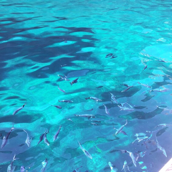 Picture 17 for Activity Cargèse: Scandola and Piana Boat Tour with Stop at Girolata