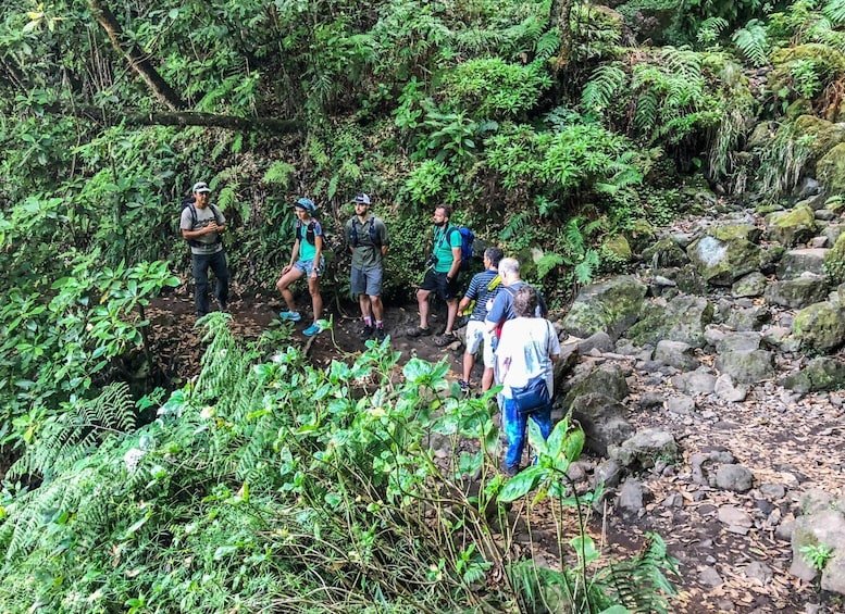 Picture 4 for Activity From Funchal or Caniço: Private Hiking Trip with a Local
