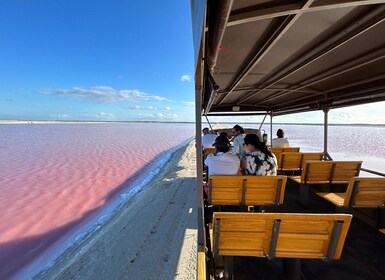 Las Coloradas: Pink Lakes Safari Tour