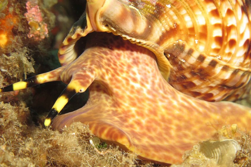 Picture 4 for Activity Halkidiki:Diving for certified divers in Kassandra