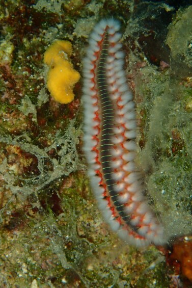 Picture 1 for Activity Halkidiki:Diving for certified divers in Kassandra