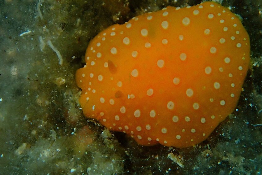 Picture 2 for Activity Halkidiki:Diving for certified divers in Kassandra