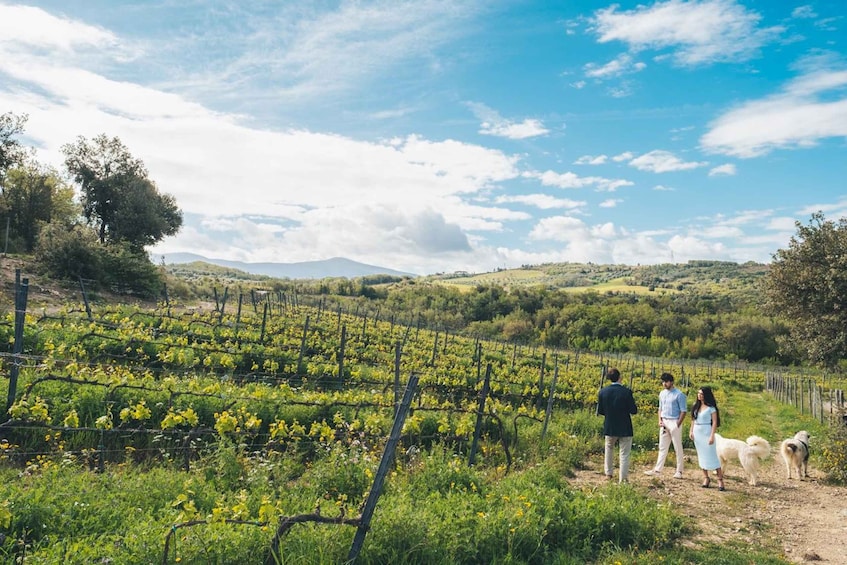 Picture 6 for Activity Wine Tasting in Toscana with Priority Access