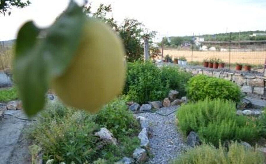 Picture 3 for Activity Vegetarian Cretan cooking class and dinner in Rethymno