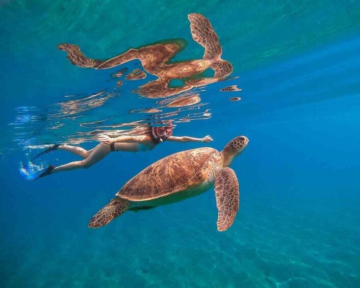 Picture 7 for Activity Waikiki: 5-in-1 Turtle Snorkeling Trip with Transfer