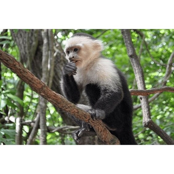 Picture 5 for Activity Roatan: West Side Island tour