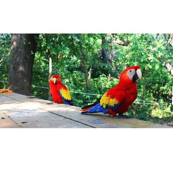 Picture 4 for Activity Roatan: West Side Island tour