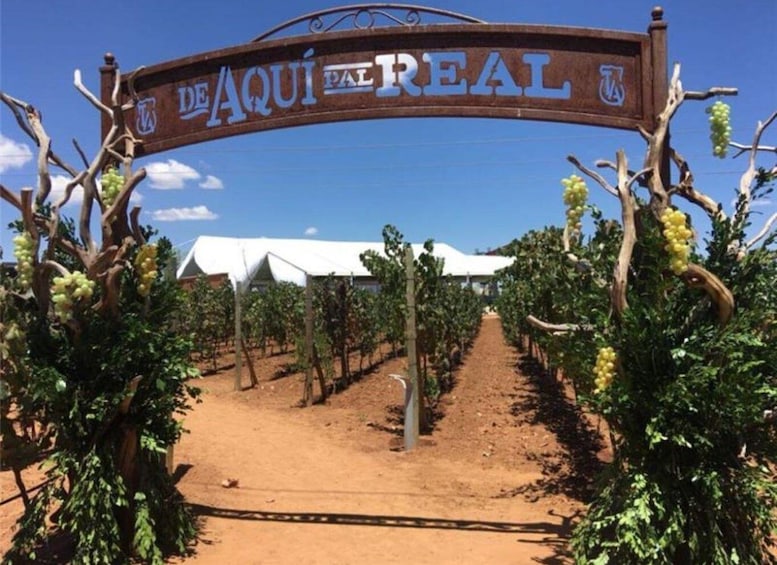 Picture 3 for Activity Zacatecas: Campo Real Vinícola Tour