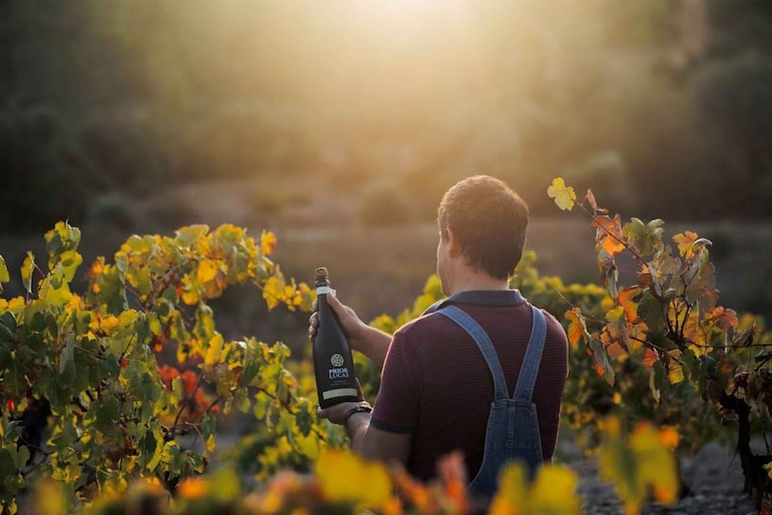 Picture 1 for Activity Coimbra: Prior Lucas Winery and Vineyard Visit with Tastings