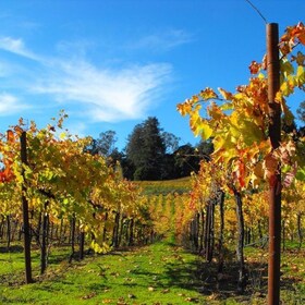 Santa Cruz: Private Custom Wine Tour with Hotel Pickup