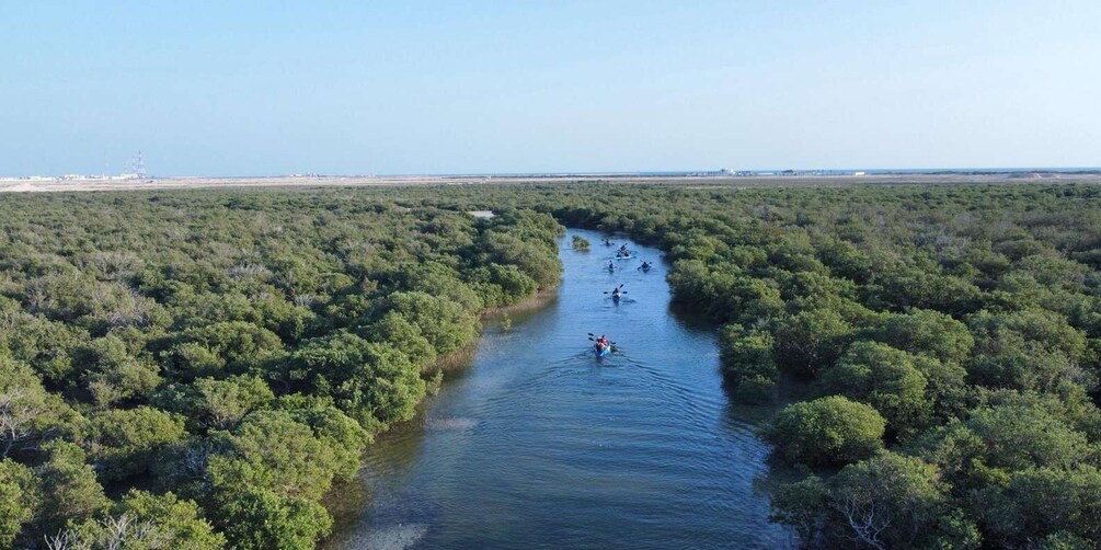 Picture 11 for Activity Purple Island Mangrove Kayaking: Eco Adventure Awaits