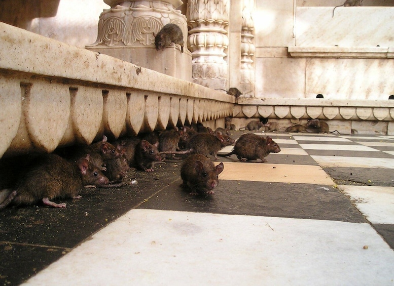 Picture 24 for Activity See Junagarh Fort, Rat Temple From Jaisalmer & Bikaner Drop