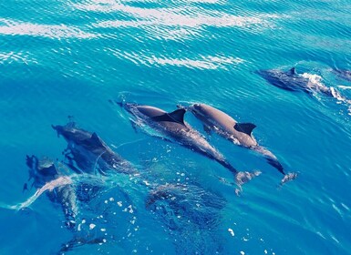 West O'ahu : Nagez avec les dauphins - Croisière en catamaran